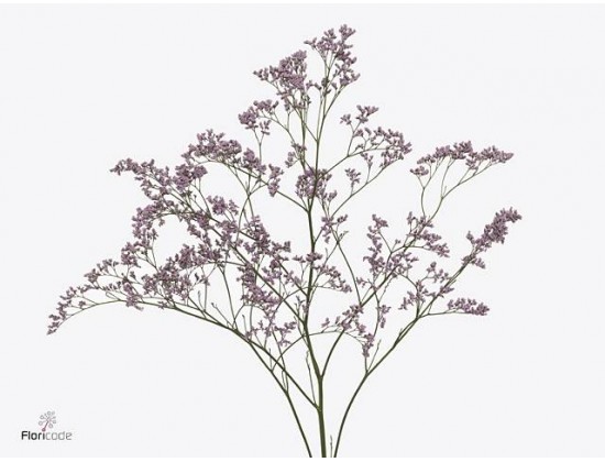 Limonium (vejica)