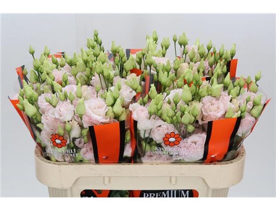 Eustoma Double Chac Wedding Pink c1266