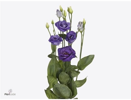 Eustoma Double Rosi Blue c1275