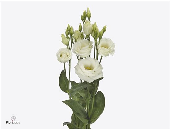 Eustoma Double Rosi White c1296