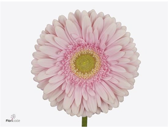 Gerbera .racket Gr Rodeo c1346