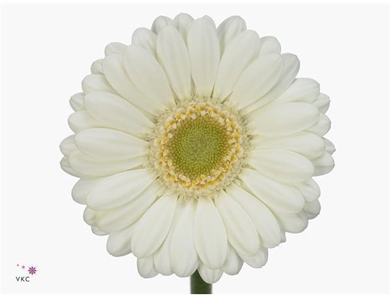 Gerbera .racket Mi Albino c1352