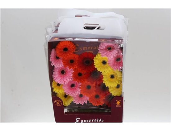 Gerbera .racket Mi Mixed Basis c1359