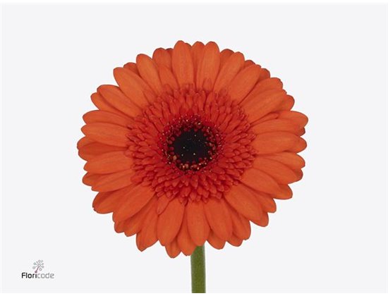 Mini Gerbera Cafe x20 c1391