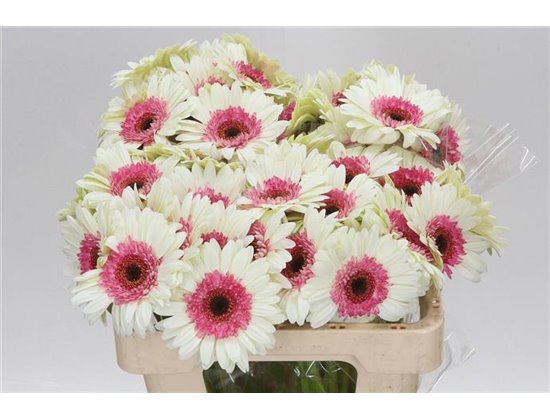 Mini Gerbera Dixon x20 c1401