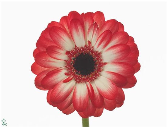 Mini Gerbera Lollipop x20 c1412