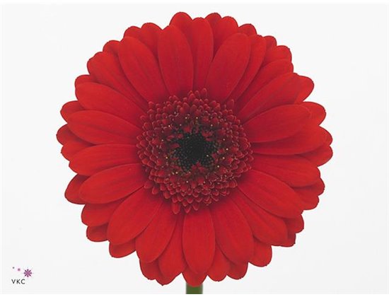 Mini Gerbera Suri x20 c1426