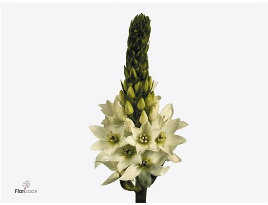 Ornithogalum Thy Mount Fuji c1886