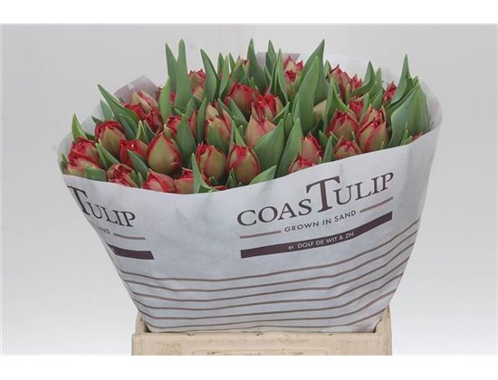 Tulipan Double Agitato c2944