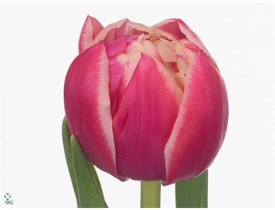 Tulipan Double Columbus c2949