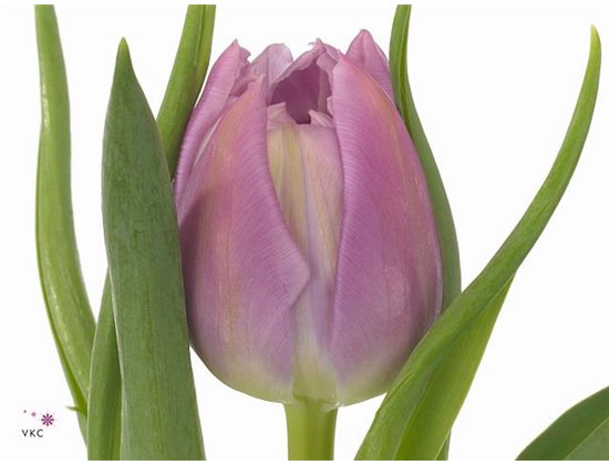 Tulipan Double Double Price c2958