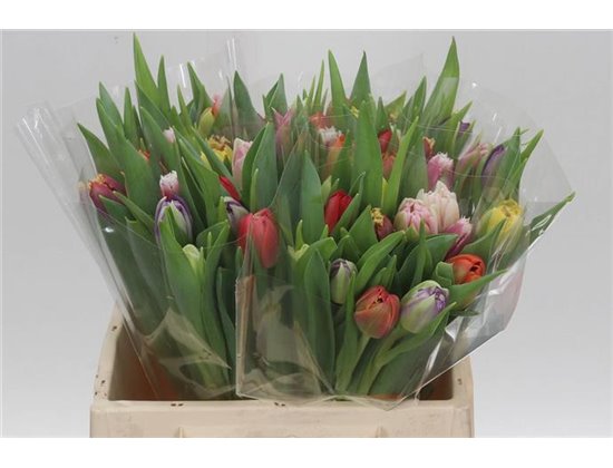 Tulipan Double Mariage c2968