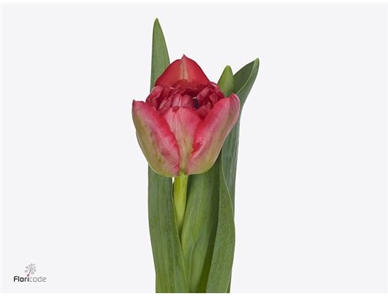 Tulipan Double Thunderball c2978