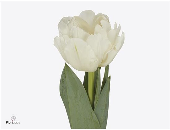 Tulipan Double White Foxtrot c2981