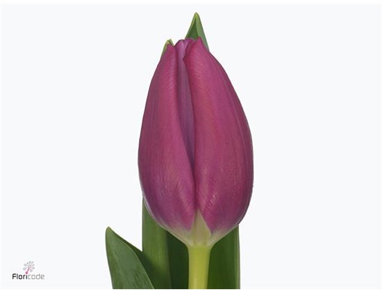 Tulipan Single Pink Ardour Extra c3038