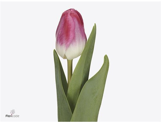 Tulipan Single Pink Ardour Extra c3039