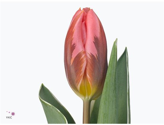 Tulipan Single Pretty Princes c3040