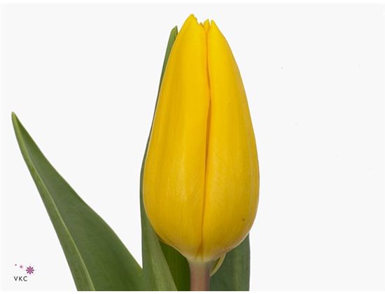 Tulipan Single Strong Gold Extra c3047