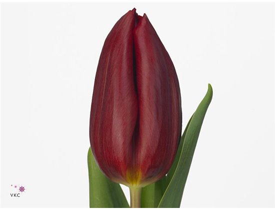 Tulipan Single Strong Love c3049