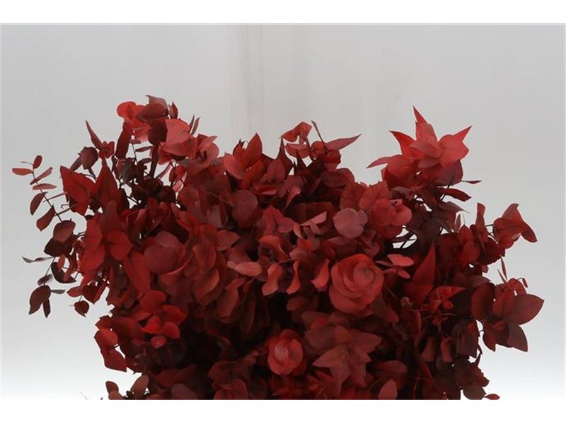 Evkaliptus Stuart Red Short (p. bunch) prepared c1360