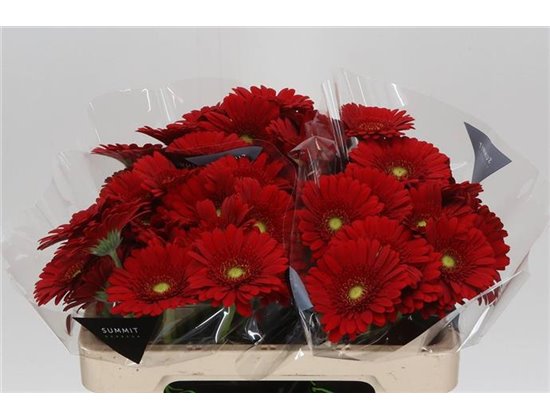 Mini Gerbera Phoenix X60 c1602