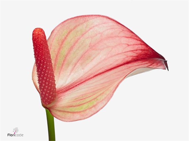 Anthurium Aqua Pr Ama Hot Lips c191 Anthurium Aqua Pr Ama Hot Lips c191