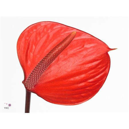 Anthurium Aqua Pr Ama Hot Lips c192