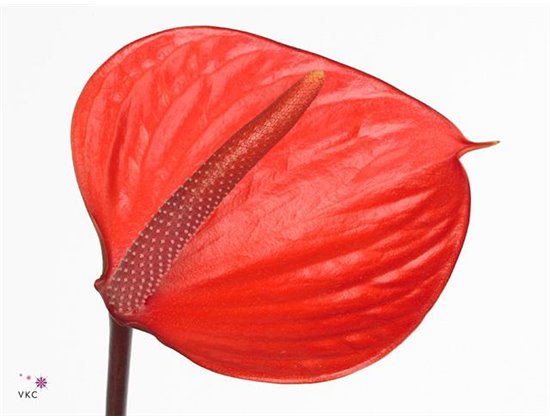 Anthurium Aqua Pure Orange c193