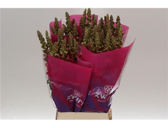 Antirrhinum Maryland Red c216