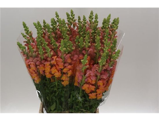 Antirrhinum Poto. Orange 90cm c224