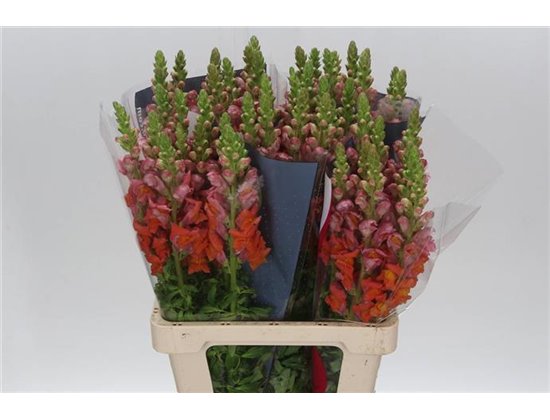 Antirrhinum Poto. Orange Dark 70cm c225