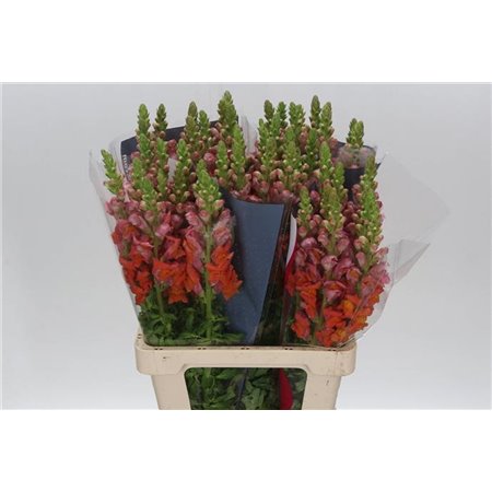 Antirrhinum Poto. Orange Dark 70cm c225
