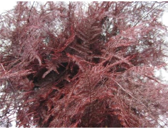 Asparagus 1e feather Bordeaux c253