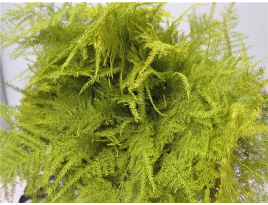 Asparagus 1e feather Yellow c269