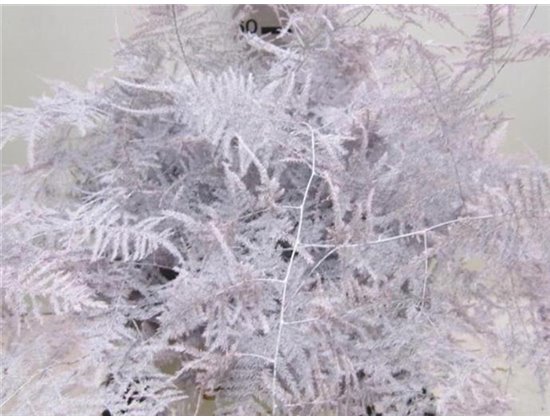 Asparagus Extra feather Baby Rose c277