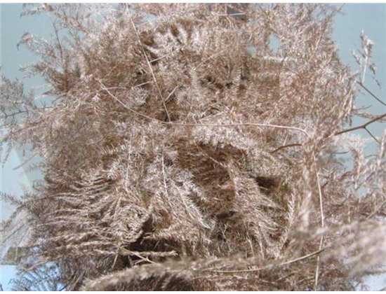 Asparagus Extra feather Copper c283