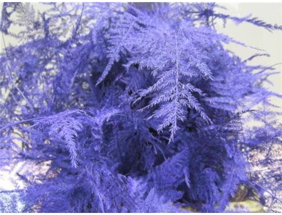 Asparagus Extra feather Platina c292