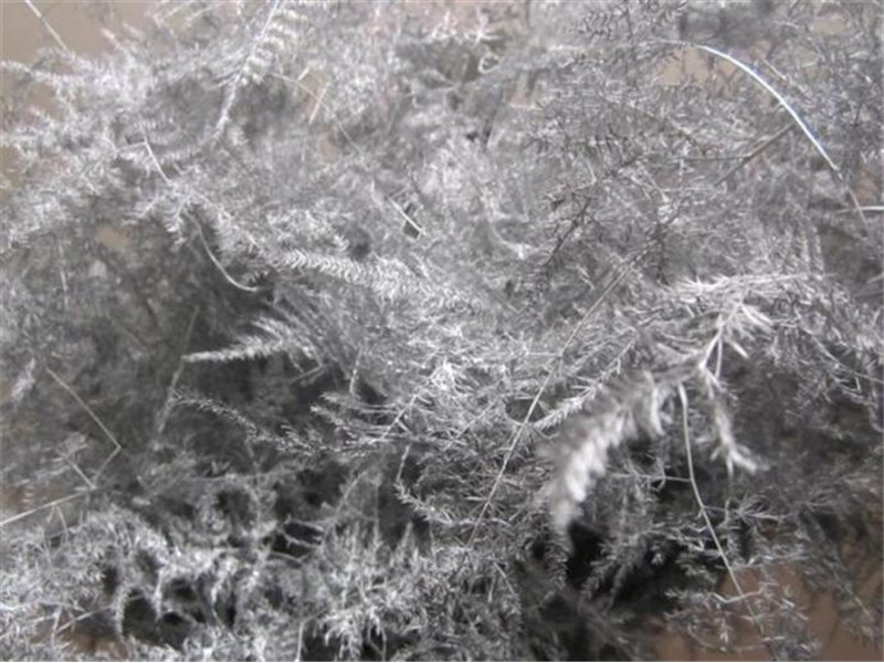 Asparagus Extra feather Silver c296 Asparagus Extra feather Silver c296