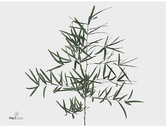Asparagus Falcatus c302