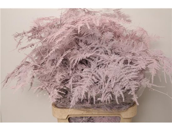 Asparagus Long Pale Rose c304