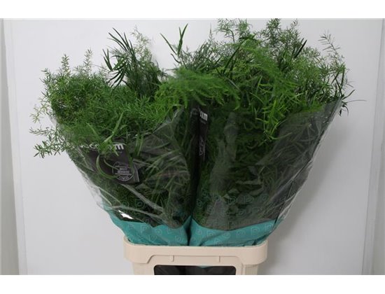Asparagus Mix Bunch c307