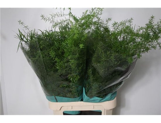 Asparagus Mix Bunch c309