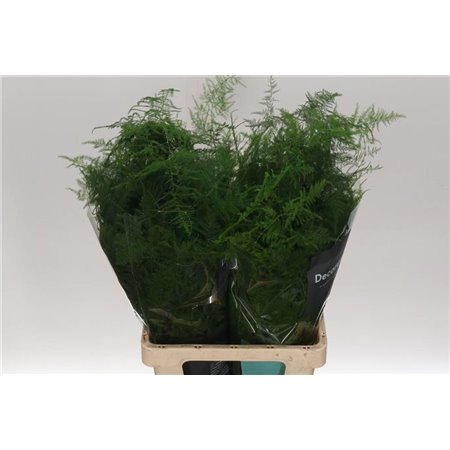 Asparagus Setac Extra feathers c313
