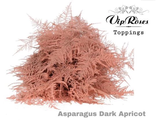 Asparagus Various Extra feathers Dark Apricot c330