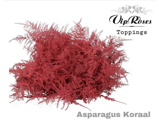 Asparagus Various Extra feathers Koraal c333
