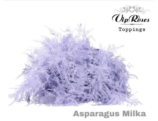 Asparagus Various Extra feathers Milka c335