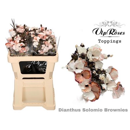 Nagelj Solomio Brownies (l50cm) c525