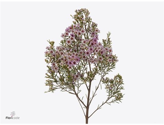 Chamelaucium Giselle c738