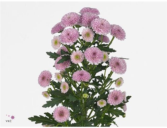 Marjetka santini Cal Pink c929