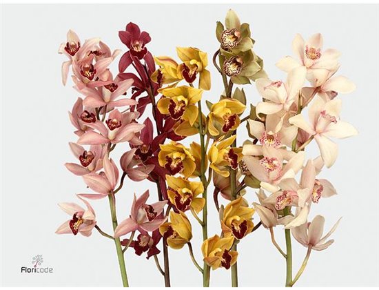 Cymbidium mini Mixed c1123